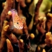hawkfish_pixy_is_v_0705_png0966.jpg